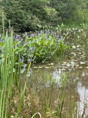 Wetlands