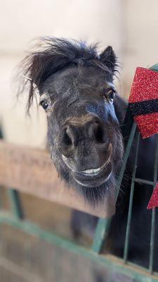 A horse that smiles for pictures!