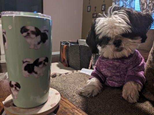 Serengeti cup - shih tzu