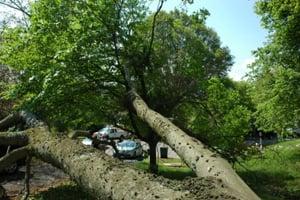 Stump Removal Chattanooga