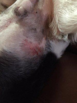 Noah's Ark Too did this to my dog!! He is almost bleeding!