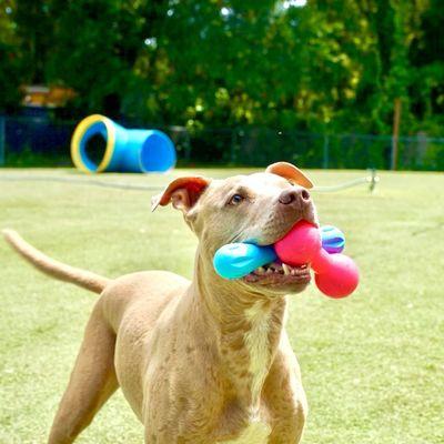 Playtime in the yard