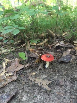 On the Rolling Oaks hike!