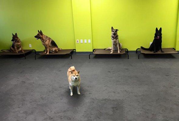 Kuma working with her new recruits.