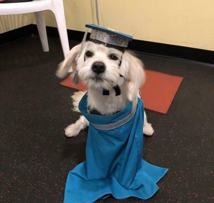 Rufus graduation level 1 NMB dog training