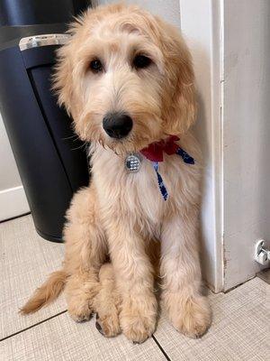 The pups looking super cute after their grooming.