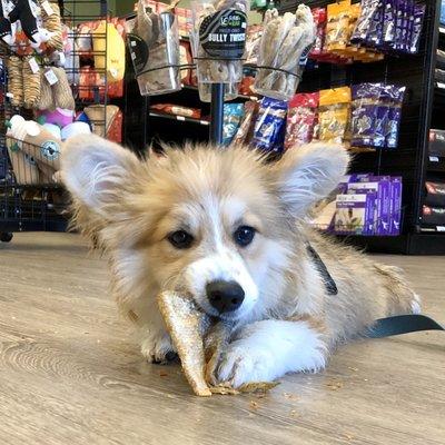 Our puppy enjoying a salmon skin treat after a wash!