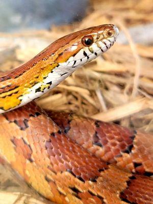 Corn snake, up close and personal