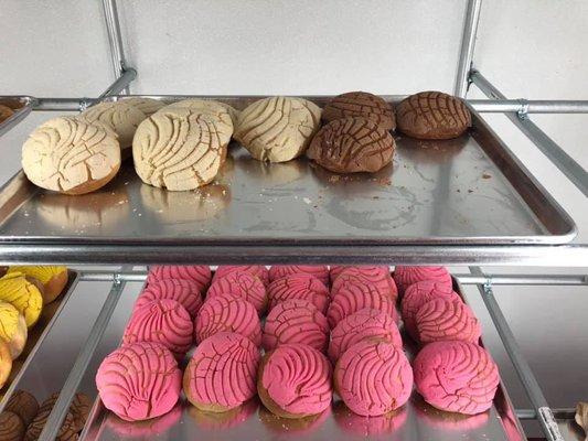 Bread 
Pan Dulce (Conchas)