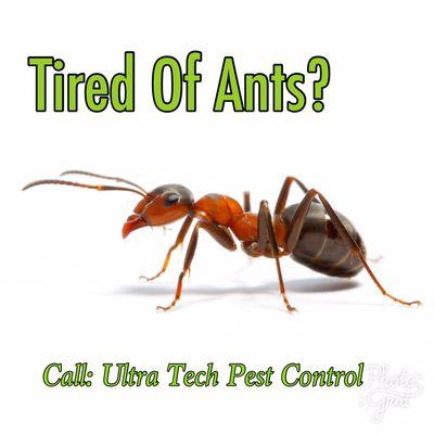 We do a complete Ant service inside and outside of your home or business.