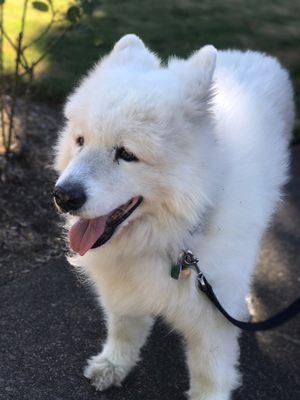 Seela getting her afternoon walk in.