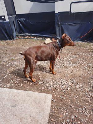 THAMOS :6 YR OLD, MALE DOBERMAN,, RED, TRIMMED EARS AND TAIL, GOOD TEETH,  GOOD WITH PEOPLES, OTHER DOGS, BARDS AT SQUIRRELS  AND MOTORCYCLE