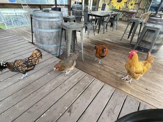 Chickens!