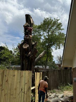 One of our climbers finishing up a Big Oak Tree Removal