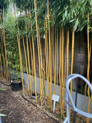 Bamboo stand - golden crookstem