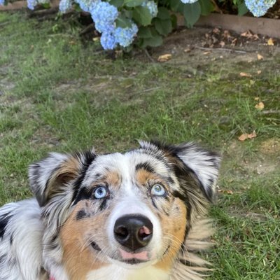 Olive the Australian Shepard