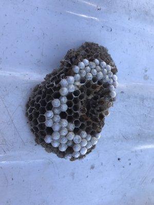 Wasp Nest with eggs OUT! :)