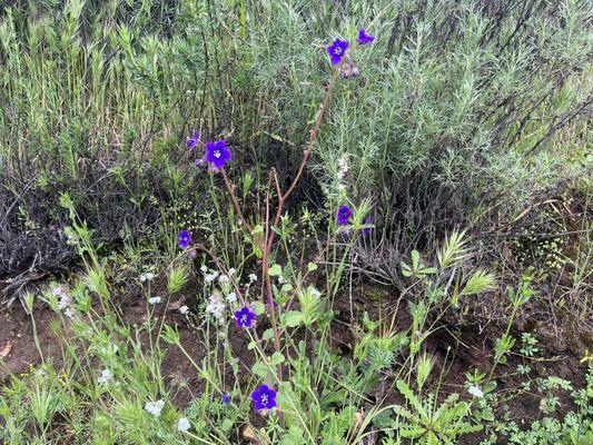 Beautiful wild flowers