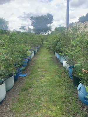 Rows and rows of delicious blueberries