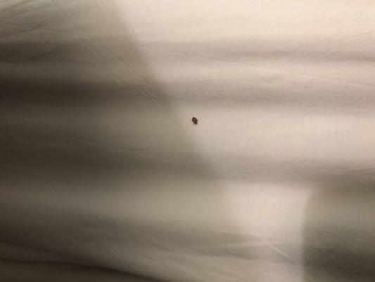 BED BUG crawling on side of mattress