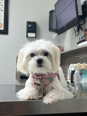 Coco getting her check up