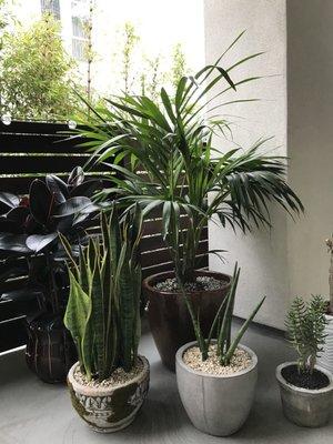 Rubber plant, snake plant, succulents