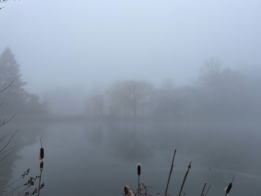 Ducks in the mist