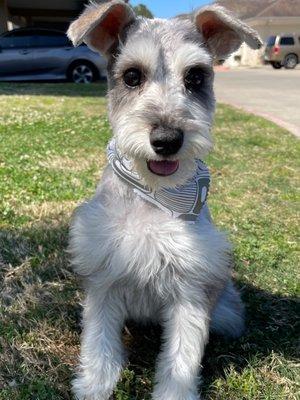 Miniature Schnauzer.