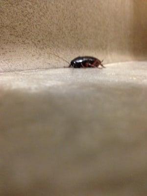 It stayed in the same spot in the bathroom so long I thought it was dead. Then I talked to the girl who killed it. Eww