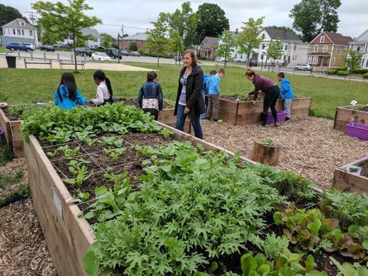 The Morey Elementary School garden is one of our 14 school gardens built in partnership with Mill City Grows and Lowell Public Schools.