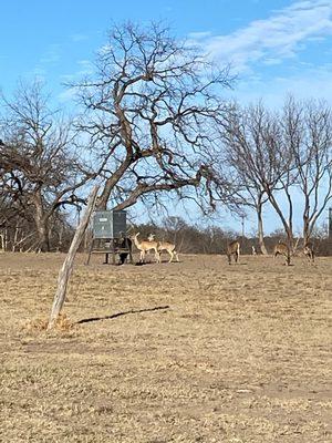 Deer feeder