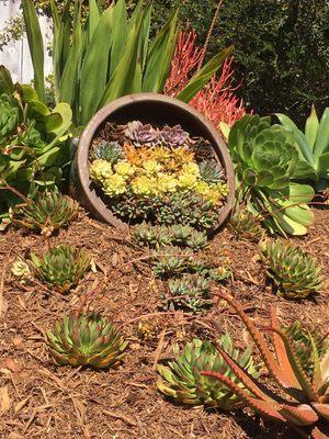 Slope transformation from weeds and Ground Cover to drought tolerant beauty