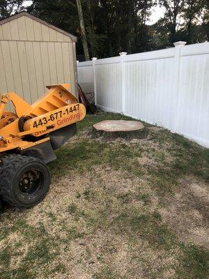 Ready to grind a 5 ft. Oak stump