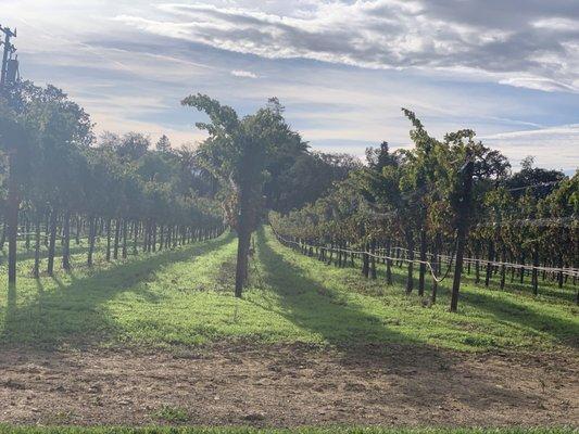 sunday relaxing by the vineyards