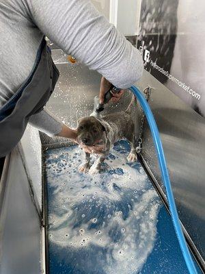 My puppy Diesel getting a bath from the employee at pet paradise