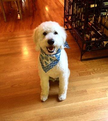 Wilbur smiling after he came home with his new summer cut!