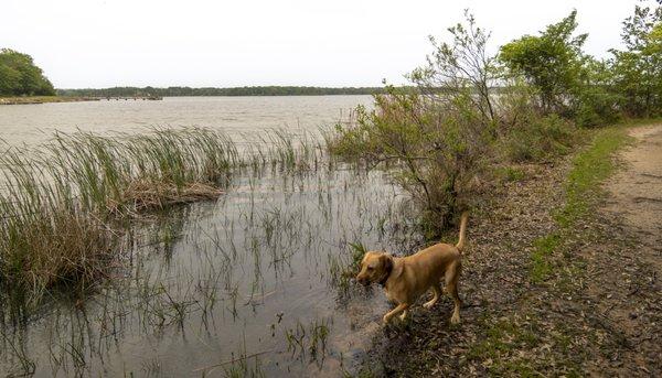 Labs just love water