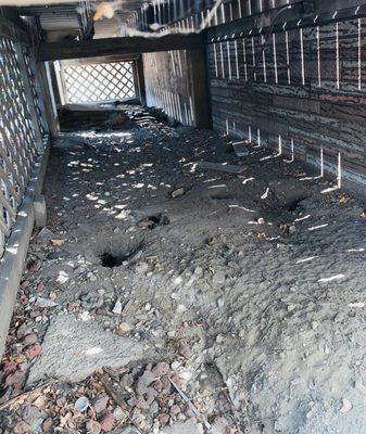 Rat burrows nesting underneath the patio of a residence in Chicago. More common than expected.