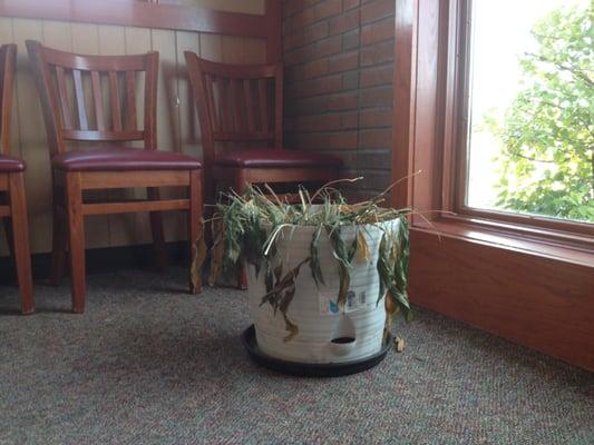 Dead plant in the party room. Describes this place better than I ever could.