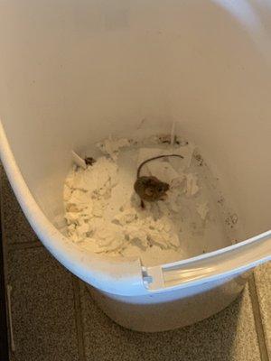 Here's one I caught in the garbage can. They found three dead ones under the dishwasher. Smelly.