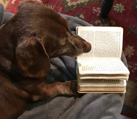 Henry is 13 and studying for his Bar Mitzvah!