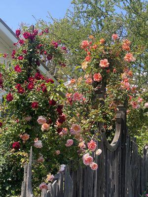 Beautiful roses at the winery form a heart