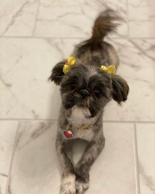 Freshly groomed Shih-Tzu puppy!