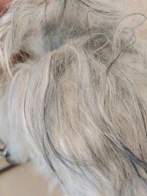 Matted ear - the photos of the dog with "cuts on ears" are not cuts. They are hematomas from the release of pressure from the matting.