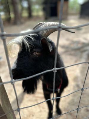 Goats on property