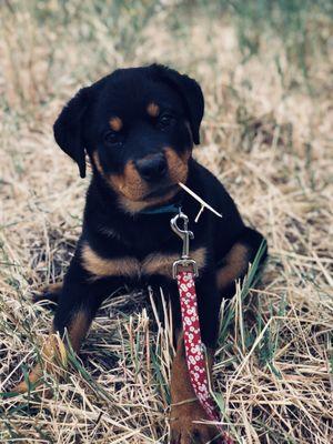 Patrick Canine Training & Boarding