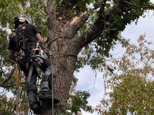 Climbing the dead tree!