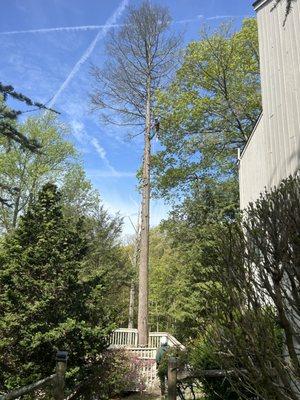 Dead tree very close to the deck