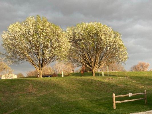 Surrounding Bradford Pear Trees!