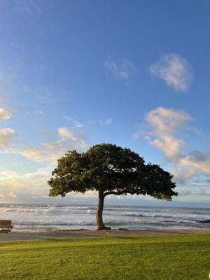 Miller and Lux Hualalai